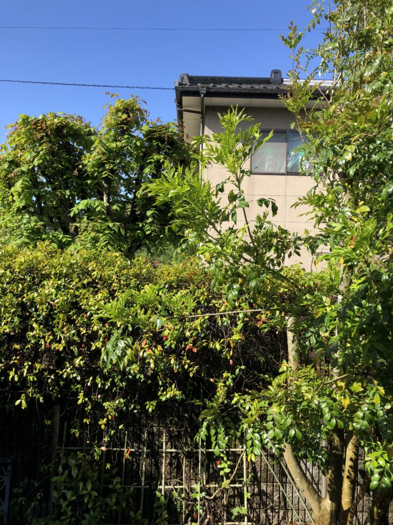 雨あがりの新緑