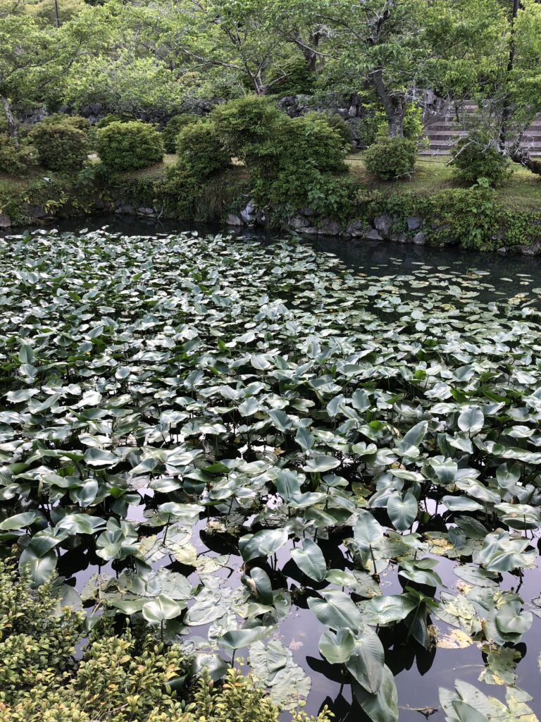 掘り　増えた？