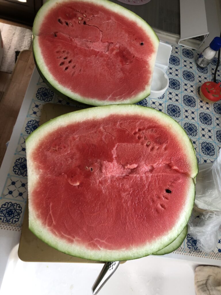 今年のスイカ