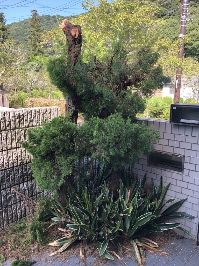 玄関も暑さ回避