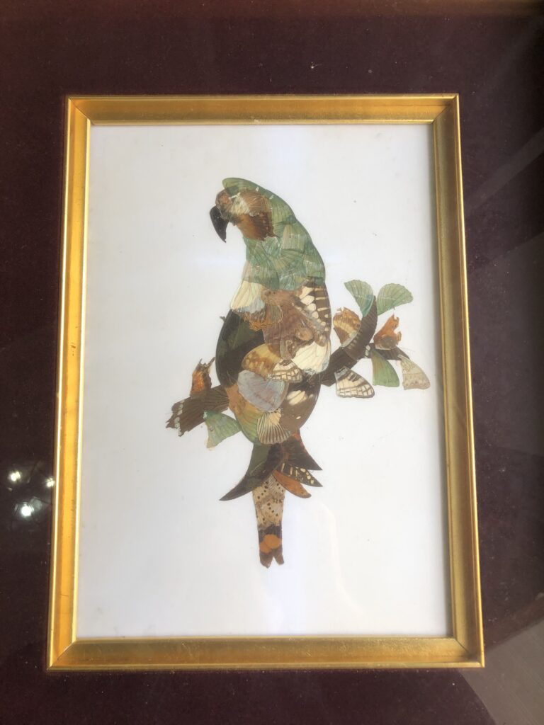 チヨウの羽の絵