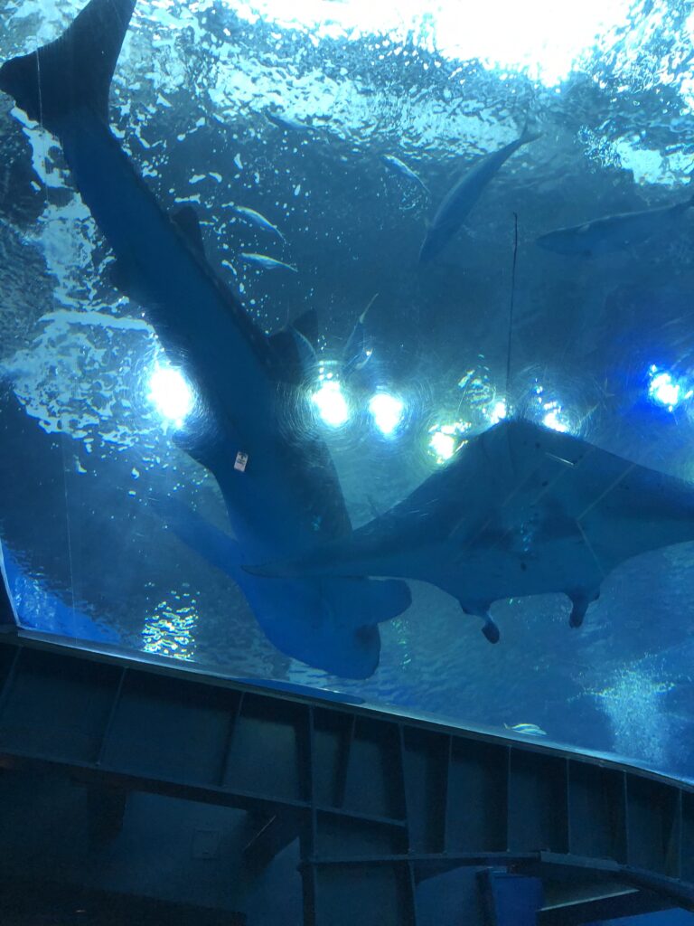美ら海水族館
