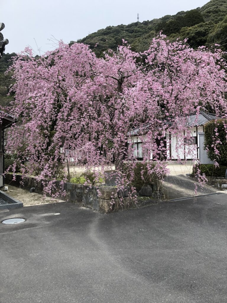 寺のしだれ桜🌸