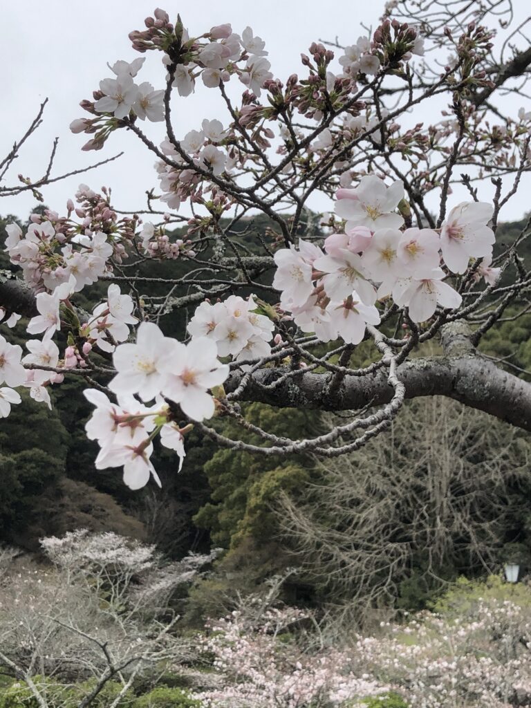 やっと五分咲き