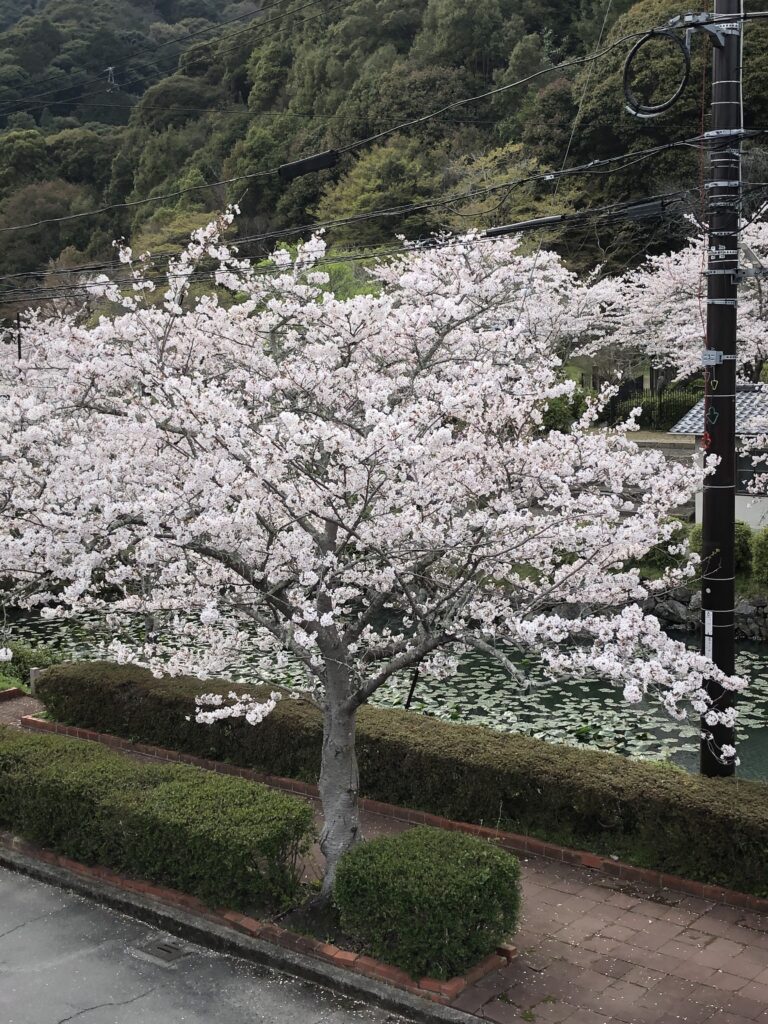 桜🌸満開