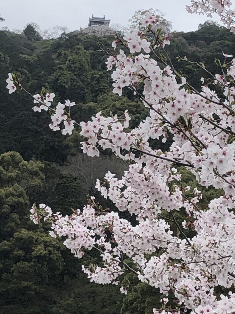 城と桜🌸