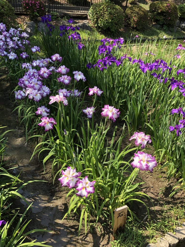 2024  しょうぶゆ